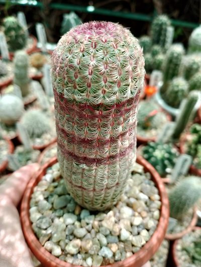 Echinocereus rigidisomus subs.rubispinus
