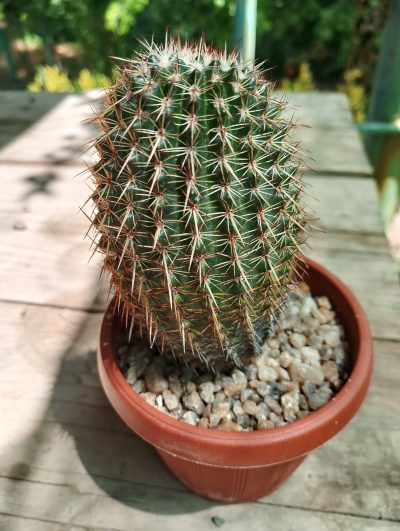 Notocactus rittirianuus (mammulosus)