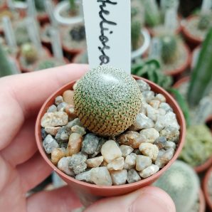 Aylostera heliosa