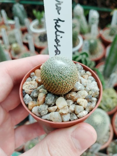 Aylostera heliosa