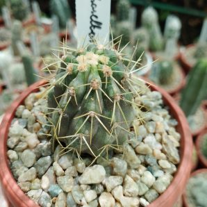 Copiapoa haseltoniana