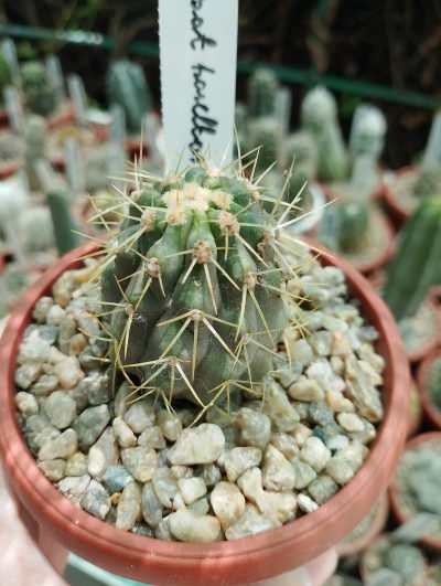 Copiapoa haseltoniana