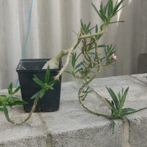 Pachypodium succulentum