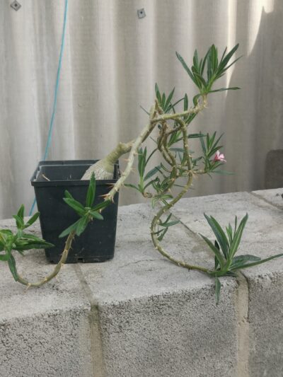 Pachypodium succulentum
