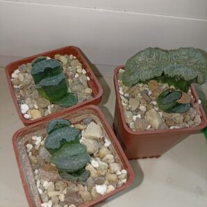 Haworthia Truncata Mammoth