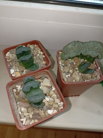 Haworthia Truncata Mammoth