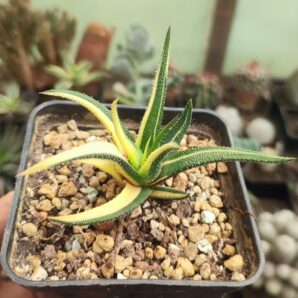 Haworthia radula variegated