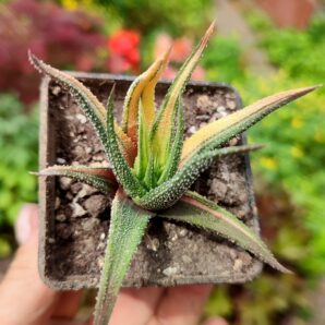 Haworthia radula variegated