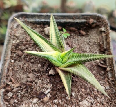 Haworthia limifolia variegata - Зображення 2
