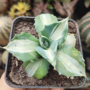 Agave isthmensis ohi raijin