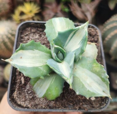 Agave isthmensis ohi raijin