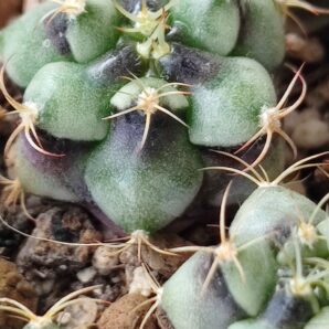 Gymnocalycium Damsii v.rotundulum