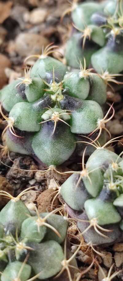 Gymnocalycium Damsii v.rotundulum