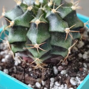 Gymnocalycium Mihanovichii