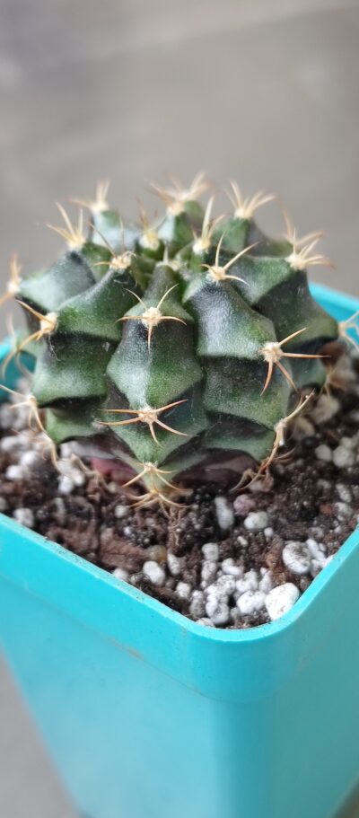 Gymnocalycium Mihanovichii