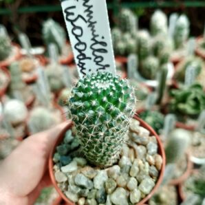Mammillaria chinocephala (woodsii)