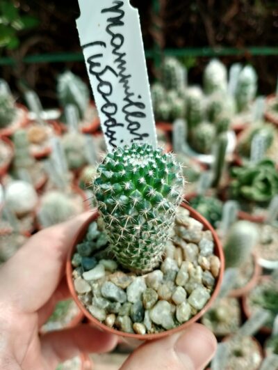 Mammillaria chinocephala (woodsii)