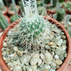 Mammillaria geminispina v.nobilis