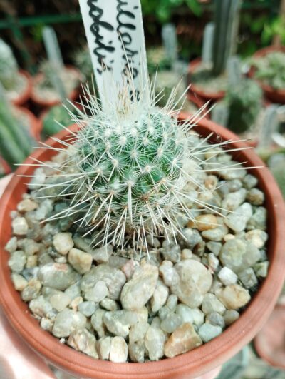 Mammillaria geminispina v.nobilis