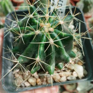 Hamatocactus hamatocanthus