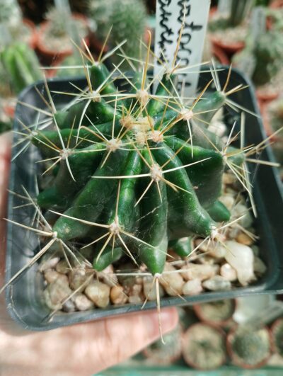 Hamatocactus hamatocanthus