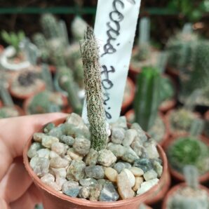 Wilcoxia poselgeri
