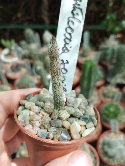 Wilcoxia poselgeri