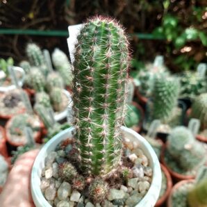 Lobivia aurea v.shaferi