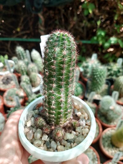 Lobivia aurea v.shaferi