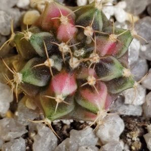 Gymnocalycium Friedrichii variegated