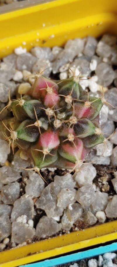 Gymnocalycium Friedrichii variegated