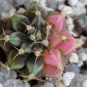 Gymnocalycium Friedrichii variegated