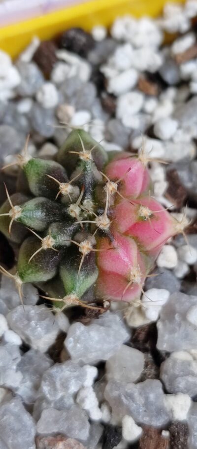 Gymnocalycium Friedrichii variegated