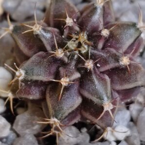Gymnocalycium mihanovichii variegated