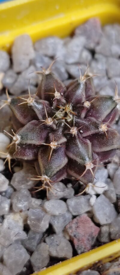 Gymnocalycium mihanovichii variegated