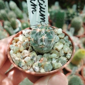 Acanthocalycium glaucum