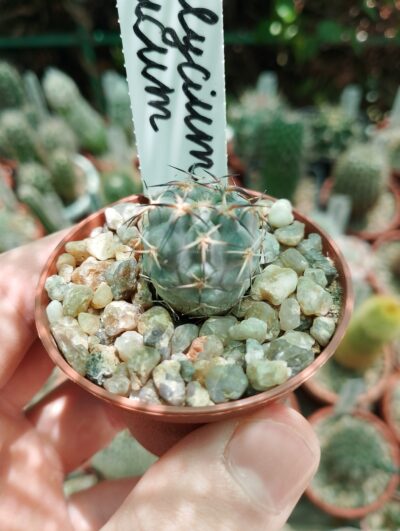 Acanthocalycium glaucum
