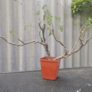 Pelargonium carnosum