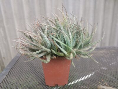 Aloe humilis