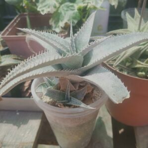 Dyckia marnier-lapostolle