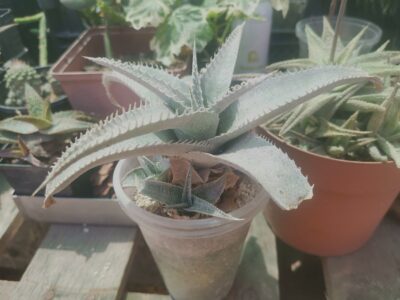 Dyckia marnier-lapostolle