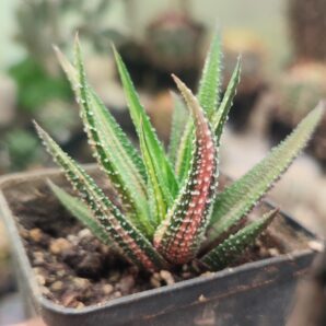 Haworthia radula f.variegata