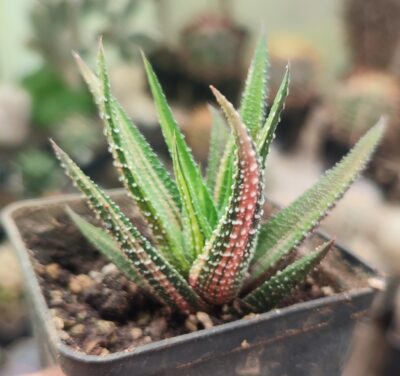 Haworthia radula f.variegata