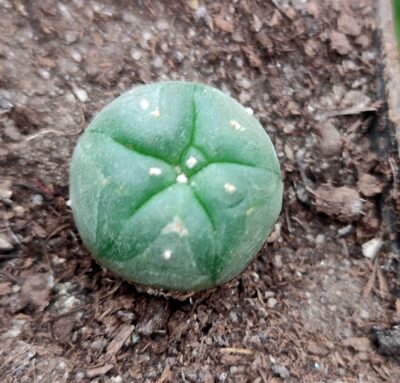 Lophophora echinata v. diffusa - Зображення 2