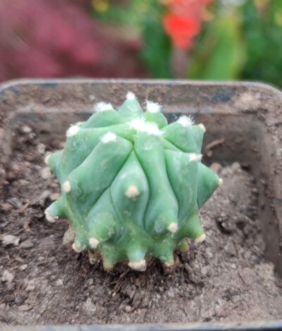 Ferocactus glaucescens f. inermis - Зображення 2