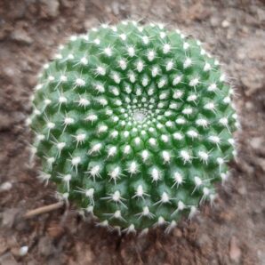Rebutia krainziana