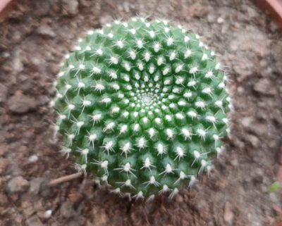 Rebutia krainziana