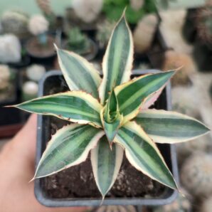 Agave lophantha quadricolor