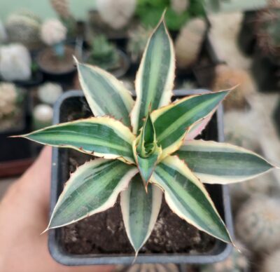 Agave lophantha quadricolor
