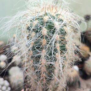 Oreocereus celsianus